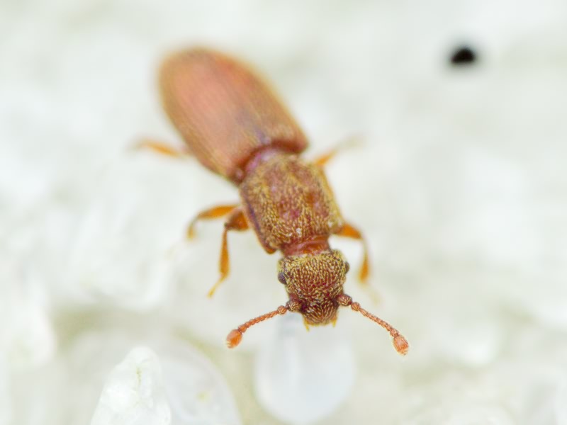 Monotoma quadrifoveolata Aubé, 1837